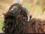 Mini schaapjes, Dieren en Toebehoren, Mannelijk, Schaap, 0 tot 2 jaar