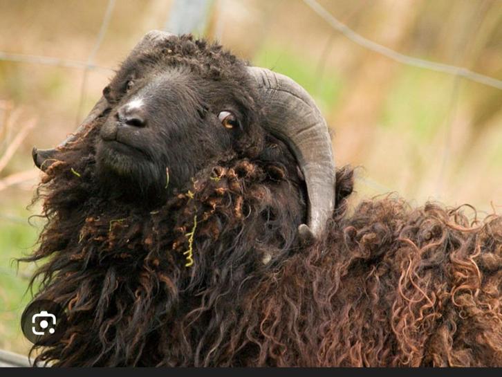 Mini schaapjes, Dieren en Toebehoren, Schapen, Geiten en Varkens, Schaap, Mannelijk, 0 tot 2 jaar