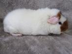US teddy cavia's, Dieren en Toebehoren, Knaagdieren, Oktober, Cavia