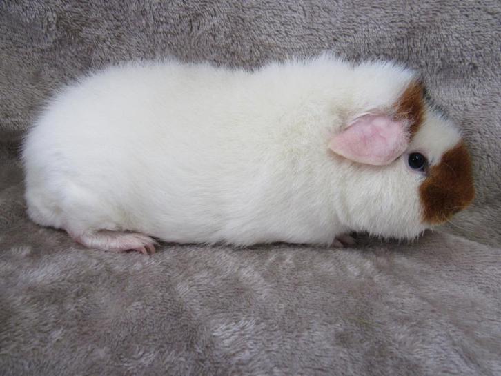 US teddy cavia's, Dieren en Toebehoren, Knaagdieren, Cavia, Oktober