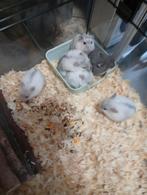 dwerghamsters mannekes, Dieren en Toebehoren, Hamster, Mannelijk, Tam, Oktober