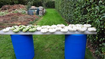 Eetbare Patisson pompoenen beschikbaar voor biedingen