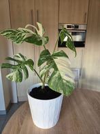 Monstera variegata albino, Autres espèces, En pot, Moins de 100 cm, Enlèvement