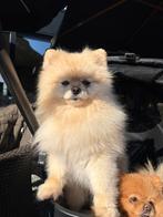 Ras zuiver reu pomeriaan met stamboom, België, Fokker | Hobbymatig, 1 tot 2 jaar, Parvo