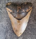 MEGALODON TAND USA	155	gr	10.6x7.9x2.4	cm, Ophalen of Verzenden, Fossiel