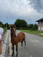 pony te koop, Dieren en Toebehoren, Merrie