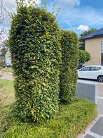 Drie zuilen in beuk, Tuin en Terras, Ophalen