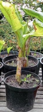Mooie bananenplant / bananenboom, Tuin en Terras, Planten | Tuinplanten, Vaste plant, Overige soorten, Ophalen, Bloeit niet