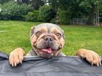 Mooie en zeer lief Frans Bulldog teefje !!!., Dieren en Toebehoren, Honden | Bulldogs, Pinschers en Molossers, België, Fokker | Hobbymatig