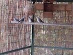 Bonte diamantduiven, Dieren en Toebehoren, Vogels | Overige Vogels