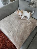 Prachtig langharigchihuahua heel fijn pupy teefje, Dieren en Toebehoren, België, Particulier, CDV (hondenziekte), 8 tot 15 weken