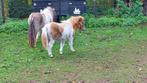 3 super mooie bonte shetland merries (kleine en mini maat), Dieren en Toebehoren, Merrie, Gechipt