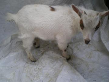 Prachtig mini-dwerggeitje (mieke) te koop., Femelle, Chèvre, 0 à 2 ans