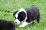 Australische herder pups geboren op boerderij, Dieren en Toebehoren, België, Particulier, CDV (hondenziekte), 8 tot 15 weken