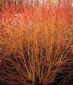 Cornus sang. Midwinter Fire & Winter Beauty, Enlèvement