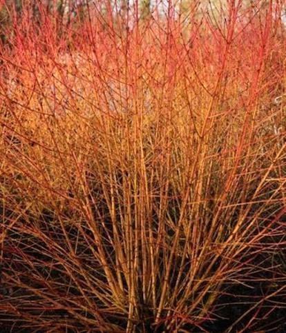 Cornus sang. Midwinter Fire & Winter Beauty, Jardin & Terrasse, Plantes | Arbustes & Haies, Enlèvement