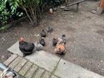 Cochin kippen te koop, Dieren en Toebehoren, Meerdere dieren, Kip