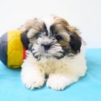 Shih Tzu - reutjes - Belgische puppy's te koop, CDV (hondenziekte), Meerdere, 8 tot 15 weken, België