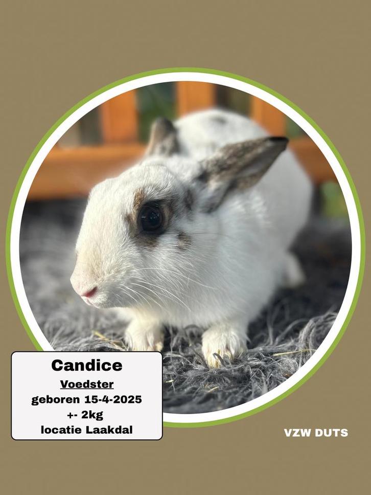 Ter ADOPTIE INORDE ASIEL KONIJNTJES, Dieren en Toebehoren, Konijnen, Klein, Meerdere dieren, 0 tot 2 jaar