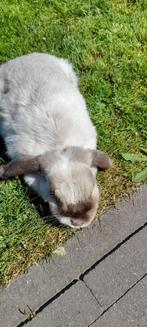 Mooi nederlands hangoor vrouwtje, Dieren en Toebehoren, Schapen, Geiten en Varkens