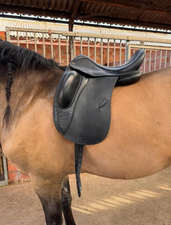 Harry Dabbs alure monoblad, Dieren en Toebehoren, Paarden en Pony's | Hoofdstellen en Tuigage, Gebruikt, Dressuur, Ophalen