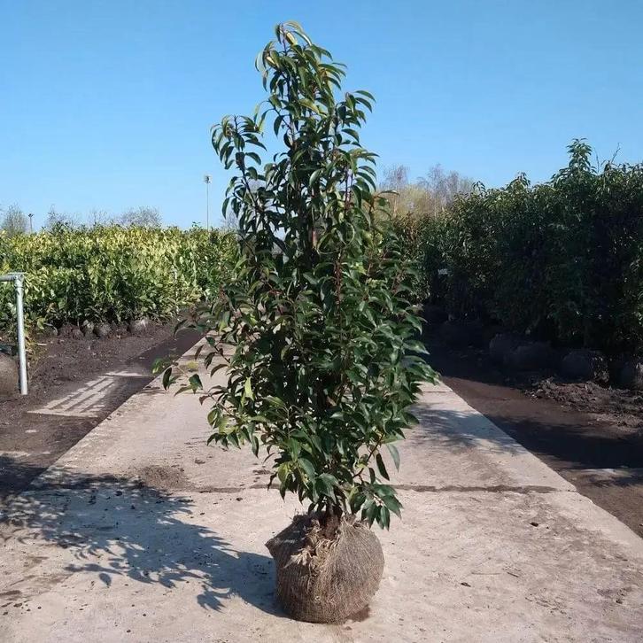 Portugese laurier 175-200 cm, Tuin en Terras, Planten | Struiken en Hagen, Haag, Laurier, Ophalen