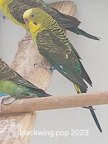 Grasparkieten, Dieren en Toebehoren, Vogels | Parkieten en Papegaaien