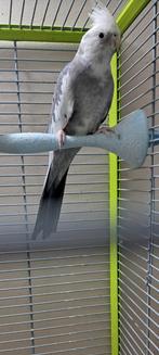 Calopsitte MÂLE, Animaux & Accessoires, Oiseaux | Perruches & Perroquets, Mâle, Perruche, Domestique