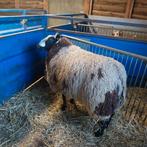 Baggerbonte bok, Dieren en Toebehoren, Schapen, Geiten en Varkens, Mannelijk, Schaap, 0 tot 2 jaar
