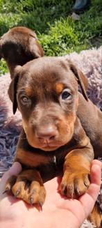Zwarte en bruine dobermann puppy's, Dieren en Toebehoren, België, Fokker | Hobbymatig, Overige rassen, 8 tot 15 weken