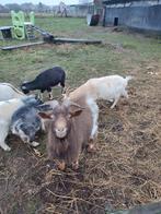 Mooie dwerggeit bok, Dieren en Toebehoren