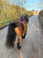 Shetlander hengstje, Dieren en Toebehoren, Hengst