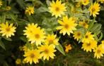 Helianthus "Lemon Queen" (zonnebloem) , Tuin en Terras, Ophalen, Zomer, Vaste plant