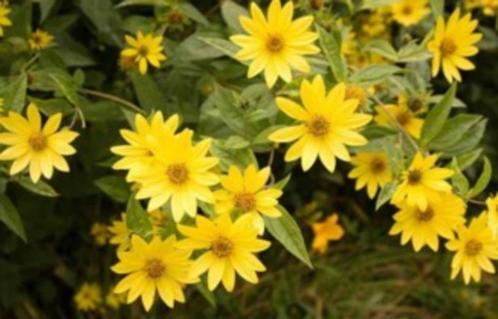 Helianthus "Lemon Queen" (zonnebloem) , Tuin en Terras, Planten | Tuinplanten, Vaste plant, Zomer, Ophalen