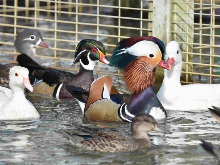 mandarijn eenden eendjes , zowel gewone als blonde, Dieren en Toebehoren, Pluimvee, Eend, Meerdere dieren