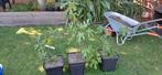vijg ficus carica Ronde de Bordeaux planten, Tuin en Terras, Planten | Bomen, Ophalen