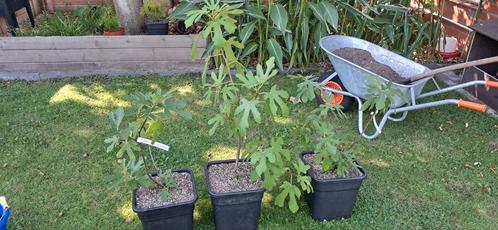 vijg ficus carica Ronde de Bordeaux planten, Tuin en Terras, Planten | Bomen, Ophalen