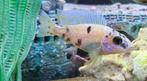 Aulonocara Yellow Berry malawi cichliden, Dieren en Toebehoren, Vissen | Aquariumvissen, Vis, Zoetwatervis