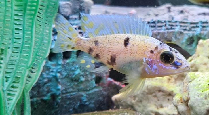 Aulonocara Yellow Berry malawi cichliden, Dieren en Toebehoren, Vissen | Aquariumvissen, Zoetwatervis, Vis