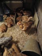 Naakthals kippen, Dieren en Toebehoren, Pluimvee