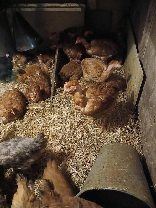 Naakthals kippen, Dieren en Toebehoren, Pluimvee