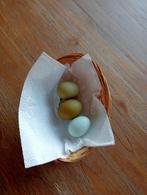 groen ei leggers araucana  met marans, Dieren en Toebehoren, Pluimvee, Vrouwelijk, Kip