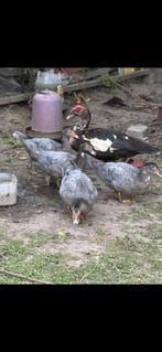 A céder jeunes de canard de barbarie  .code postal 7100, Dieren en Toebehoren, Pluimvee, Eend