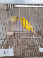 Koppel kanaries, Dieren en Toebehoren, Vogels | Kanaries