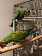 Soldaten ara, Vrouwelijk, Papegaai, Geringd