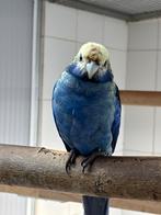 Gevraagd: Blauwwang rosella, Vrouwelijk, Parkiet, Geringd