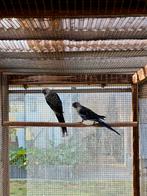 Kweekkoppel Blauwe Pennant parkieten, Dieren en Toebehoren, Meerdere dieren, Parkiet, Geringd
