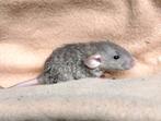 Tamme ratjes mannetjes - Rattery Wilori, Dieren en Toebehoren, Knaagdieren, Rat, Mannelijk, Tam, September
