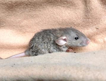 Tamme ratjes mannetjes - Rattery Wilori beschikbaar voor biedingen