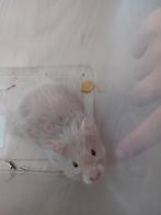 Hamster mannetje, Dieren en Toebehoren, Knaagdieren, Hamster, Tam